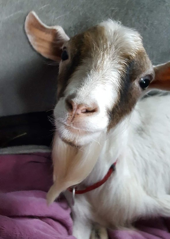 cute news animal tier goat ziege

https://imgur.com/t/aww/XCa3yjl