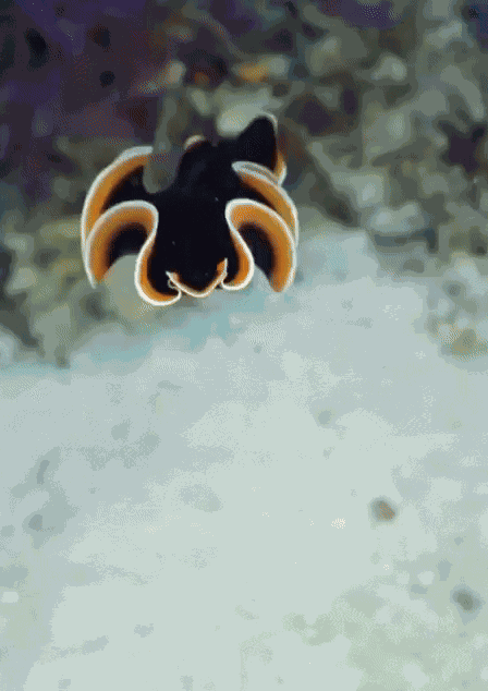 GIF animé