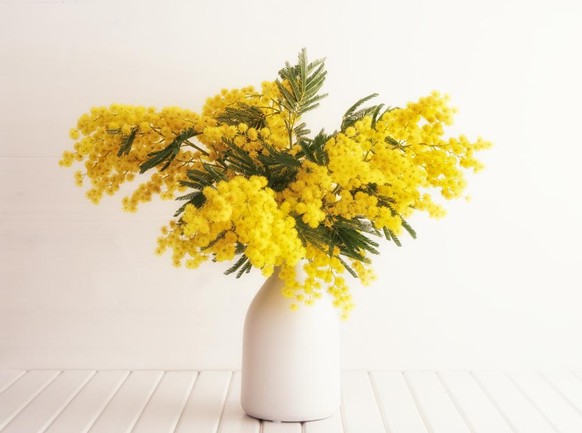 mimosa vase journée de la femme 8 mars