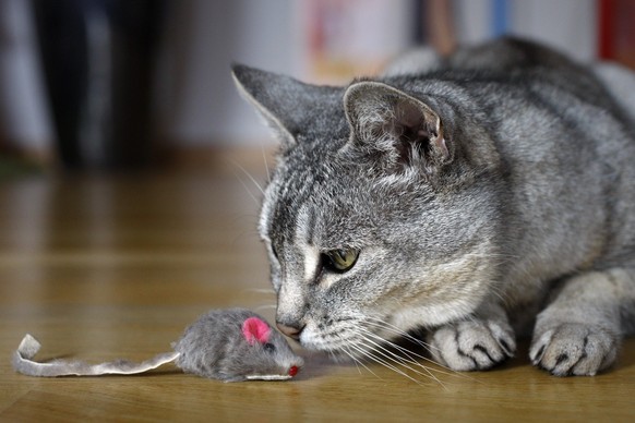 Eine Katze spielt mit einer Katzenspielzeug Maus, am Sonntag, 23. Januar 2011 in Zuerich. (KEYSTONE/Alessandro Della Bella)