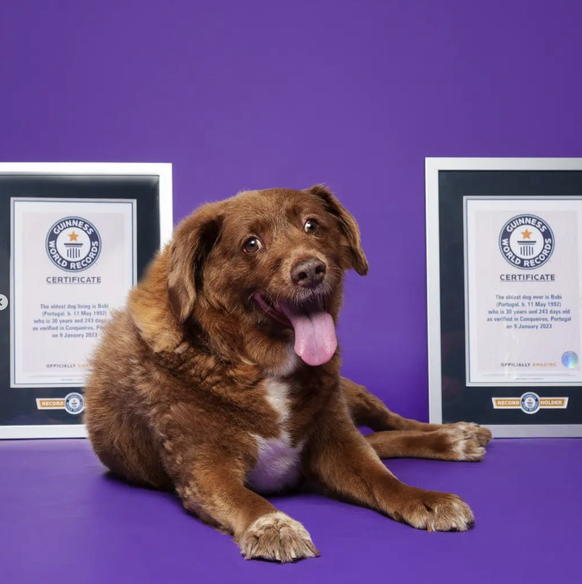 Bobi, le chien le plus vieux du monde