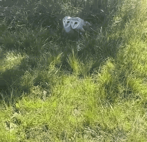 GIF animé
