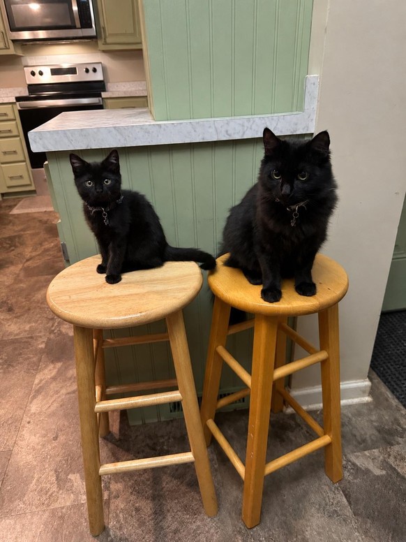 cute news tier katze

https://www.reddit.com/r/VoidCats/comments/1vespw2/i_am_not_small_you_are_big/