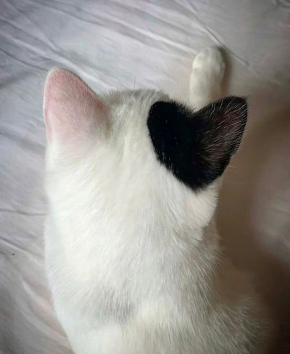cute news tier katze

https://www.instagram.com/p/DAeF8QkAO55/