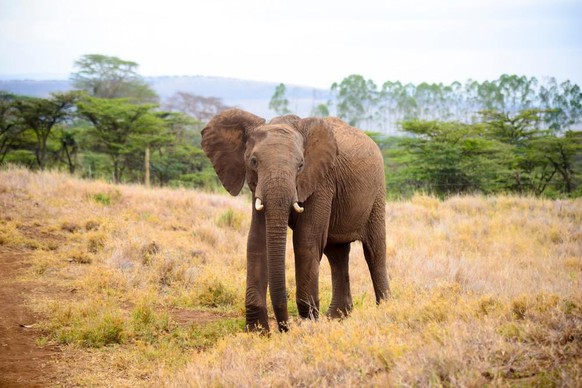 Elefant in der Savanne