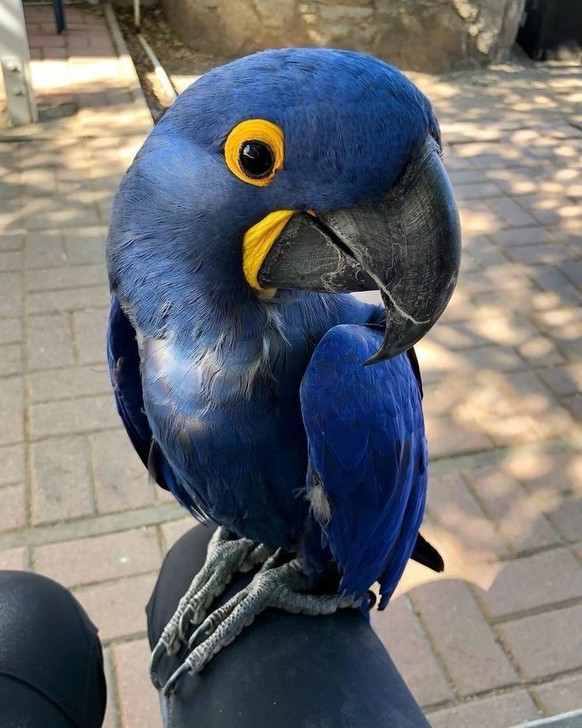 cute news tier vogel papagaj

https://ch.pinterest.com/pin/4855512094178994/