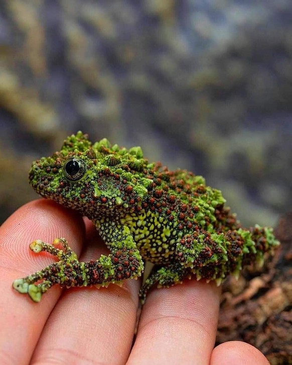 cute news animal tier frosch frog

https://imgur.com/t/frog/zSaFEP6
