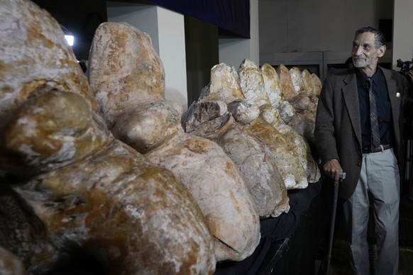 Paleontologist Mario Urbina poses for a photo next to the vertebrae of a newly found species named Perucetus colossus, or &amp;#x201c;the colossal whale from Peru&amp;#x201d;, during a presentation in ...