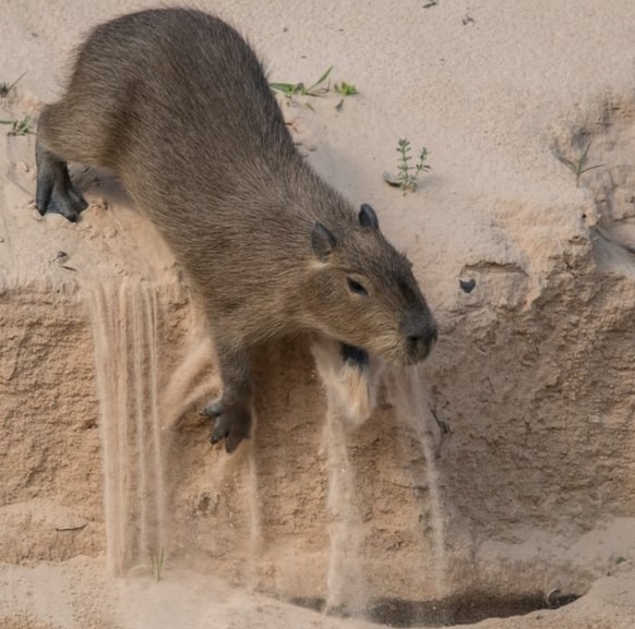 cute news animal capybara

https://www.reddit.com/r/capybara/comments/rgomsv/oh_no_he_fallin/