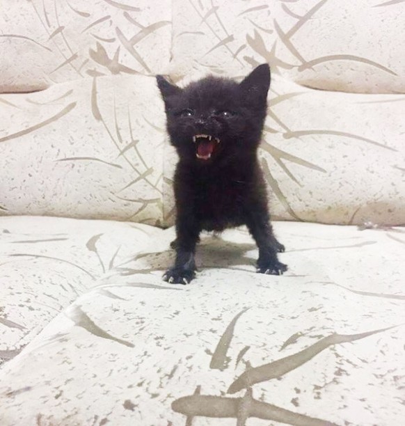 cute news tier katze

https://www.reddit.com/r/aww/comments/un9mjw/the_spiciest_kitten_ive_ever_seen/