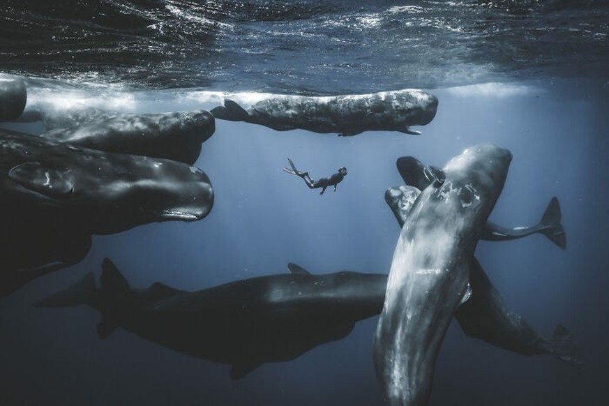 2025 Ocean Photographer Of The Year Awards