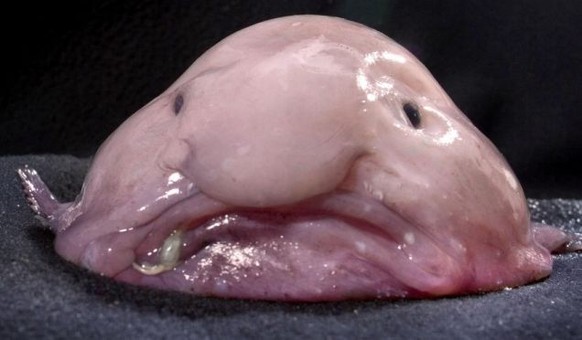 Blobfisch