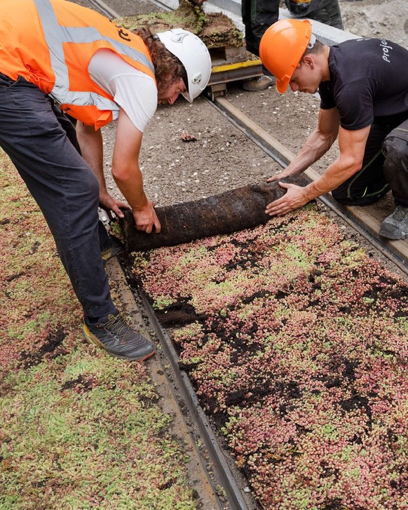 Nouvelle surface verte autour du tram genevois.
