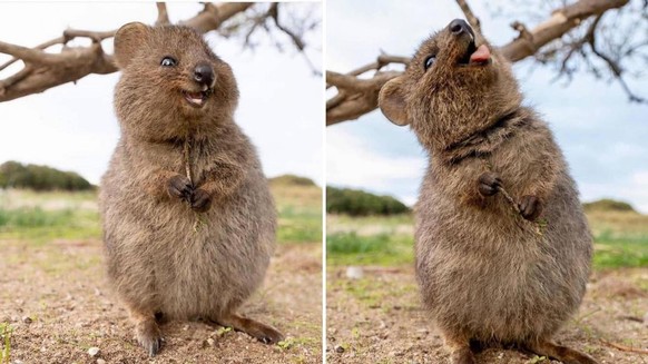 cute news tier quokka

https://twitter.com/quokkaeveryhour/status/1639901554059915264/photo/1