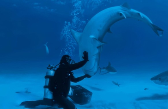 15 fun facts sur les requins