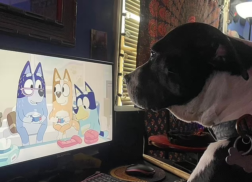 Le dessin animé raconte les aventures de la petite chienne «Bluey».