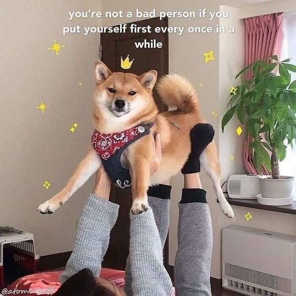 des shiba inus trop mignons!