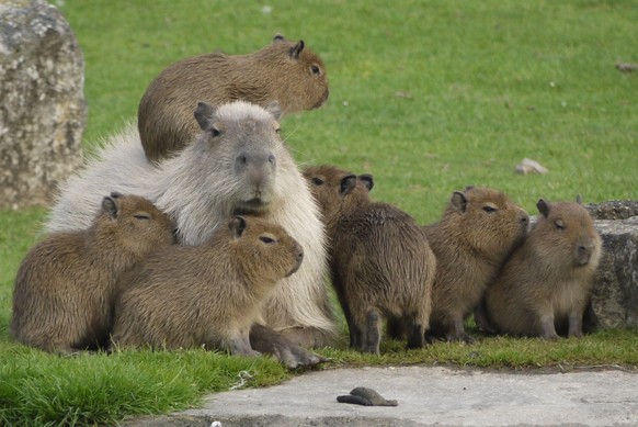 cute news tier capybara

https://imgur.com/t/capybara/DdQTq10