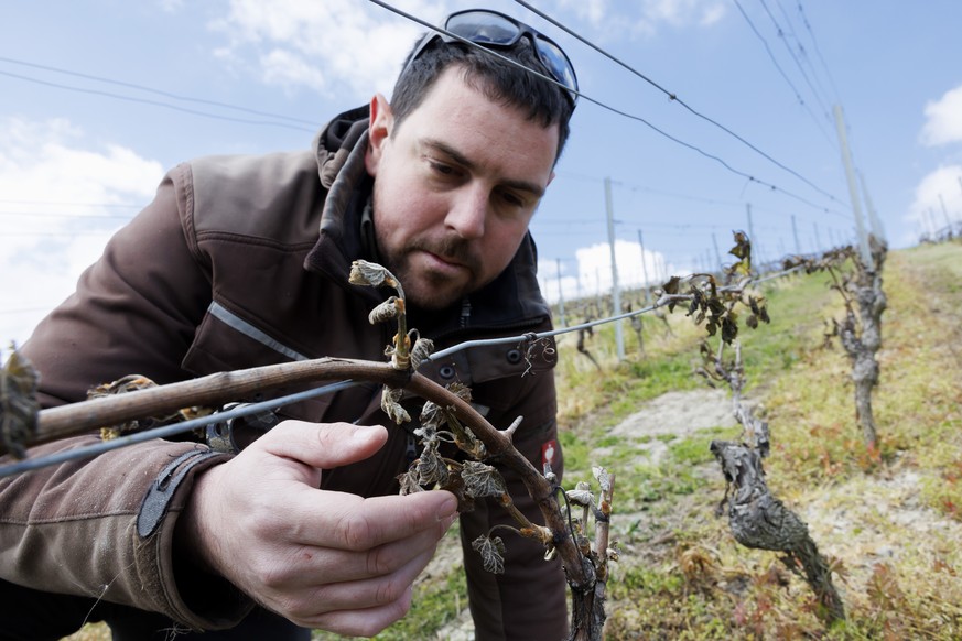 Alain Duvernay, vigneron, regarde les feuilles de sa vigne brulees par le gel suite a un episode de gel intense durant ces dernieres nuits, ce mercredi 24 avril 2024 a Dardagny pres de Geneve. (KEYSTO ...