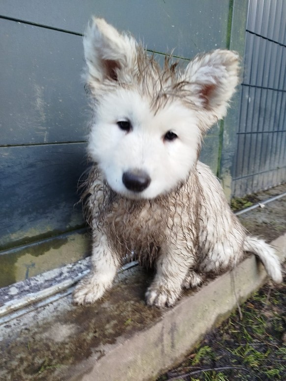 cute news tier hund

https://www.reddit.com/r/aww/comments/1nzphpk/he_played_in_the_mud_now_hes_a_barn_owl/