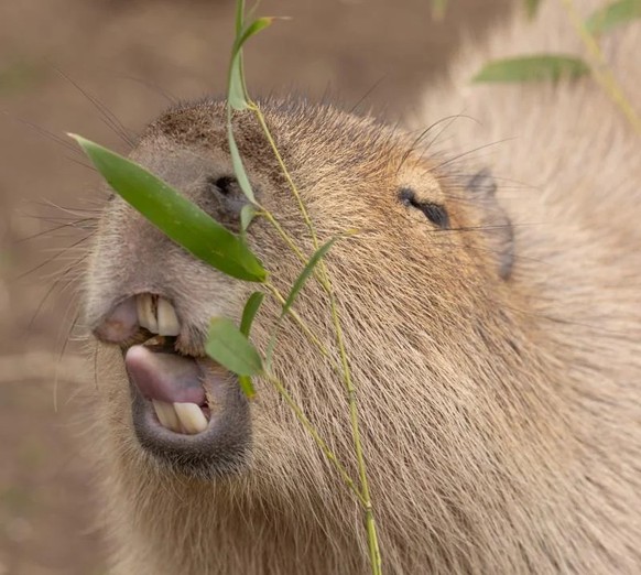 cute news tier capybara

https://www.reddit.com/r/capybara/comments/1b69ngn/ladies_cant_resist_his_charms/