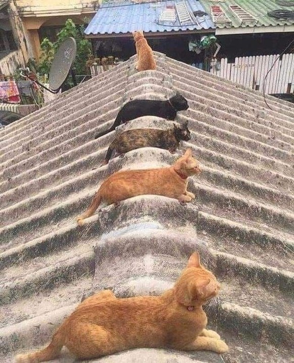 cute news tier katze

https://ch.pinterest.com/pin/1121888957190392986/