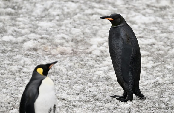 schwarzer pinguin

instagram