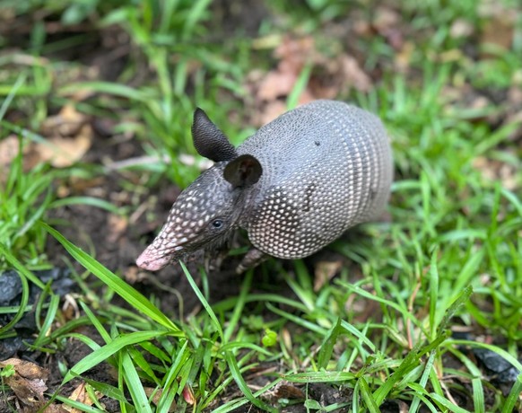 cute news tier armadillo

https://www.reddit.com/r/Armadillo/comments/1cqlse4/went_on_a_hike_today_and_ran_into_these_four/