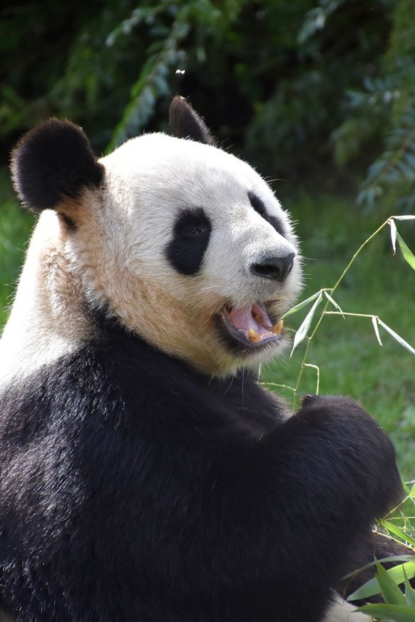 cute news animal tier panda

https://imgur.com/t/animals/hgyNpO7