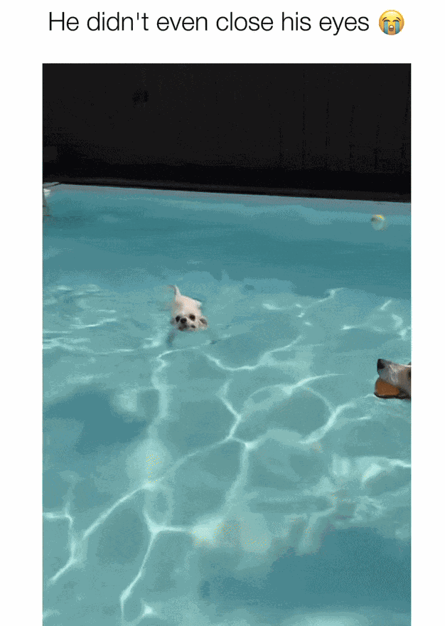 GIF animé