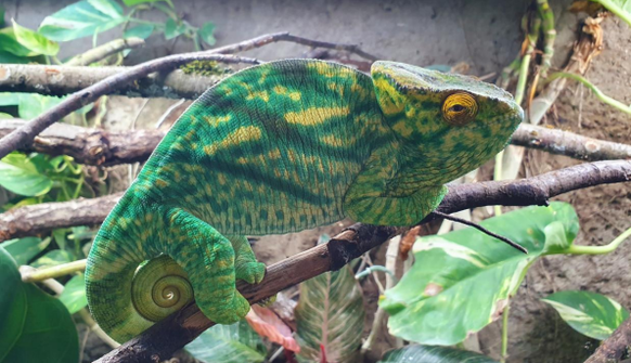Le Muzoo de La Chaux-de-Fonds accueille une femelle du plus grand caméléon du monde, rejoignant un mâle présent depuis octobre, en partenariat avec Caméléon Center Conservation.