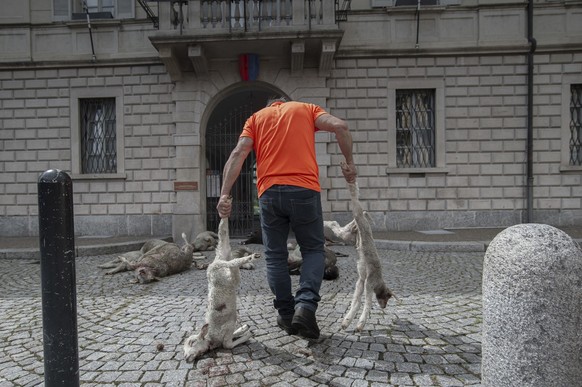 Des cadavres de moutons tués par des loups sont déposés devant le siège du gouvernement tessinois à l&#039;occasion d&#039;une action de protestation des paysans tessinois contre la politique du gouve ...