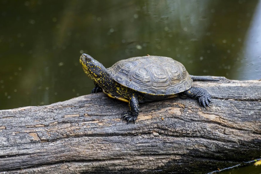 La tortue cistude européenne est la seule espèce de tortue indigène en Suisse.