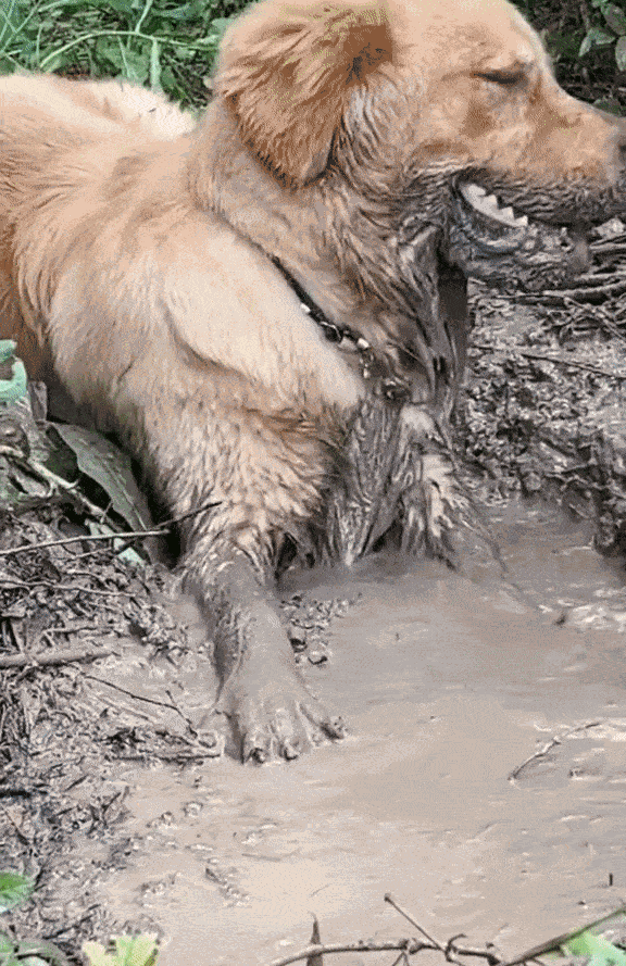 GIF animé