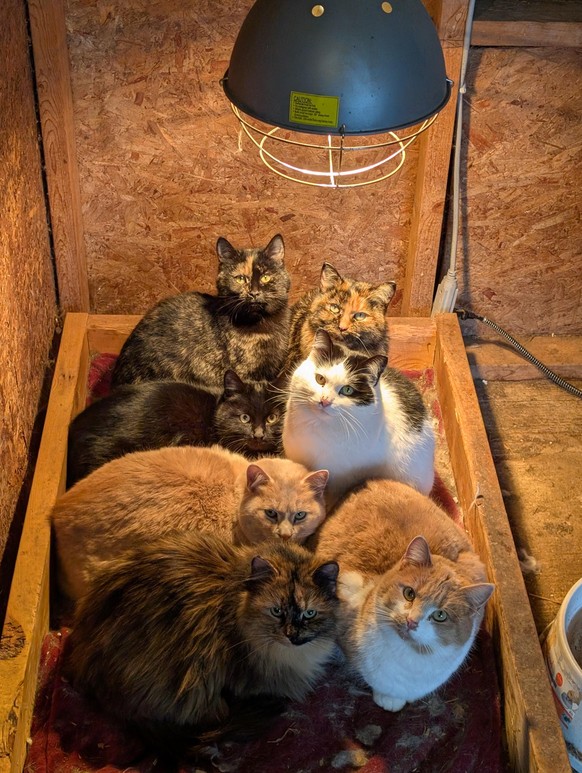 cute news tier katze

https://www.reddit.com/r/aww/comments/1pzjz22/my_barn_cats_when_its_35c/#lightbox
