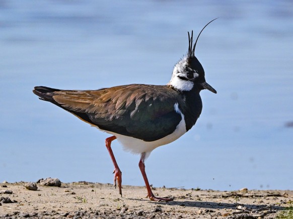 Le vanneau hupp� reste en danger en Suisse (archives)