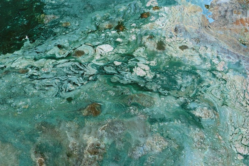Cyanobactéries