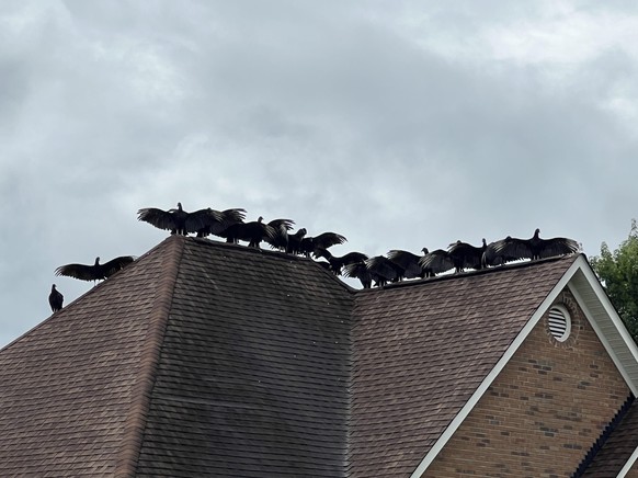 creepy nature

https://www.reddit.com/r/Weird/comments/1ec3k1e/the_vultures_on_my_neighbors_roof/