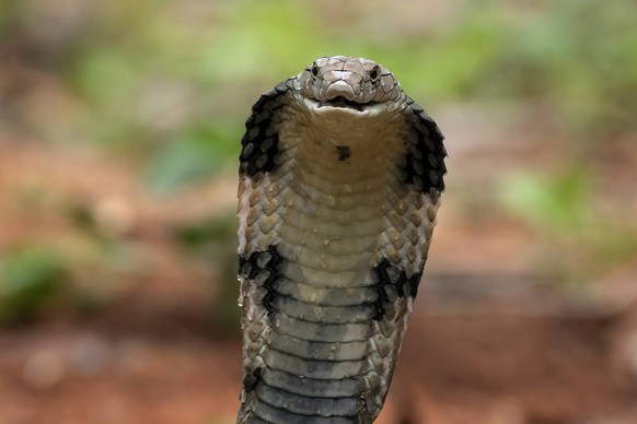 Gros plan sur la tête d'un cobra royal.