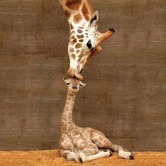 cute news tier giraffe

https://www.reddit.com/r/Awww/comments/14eh97w/my_favorite_picture_from_the_internet/