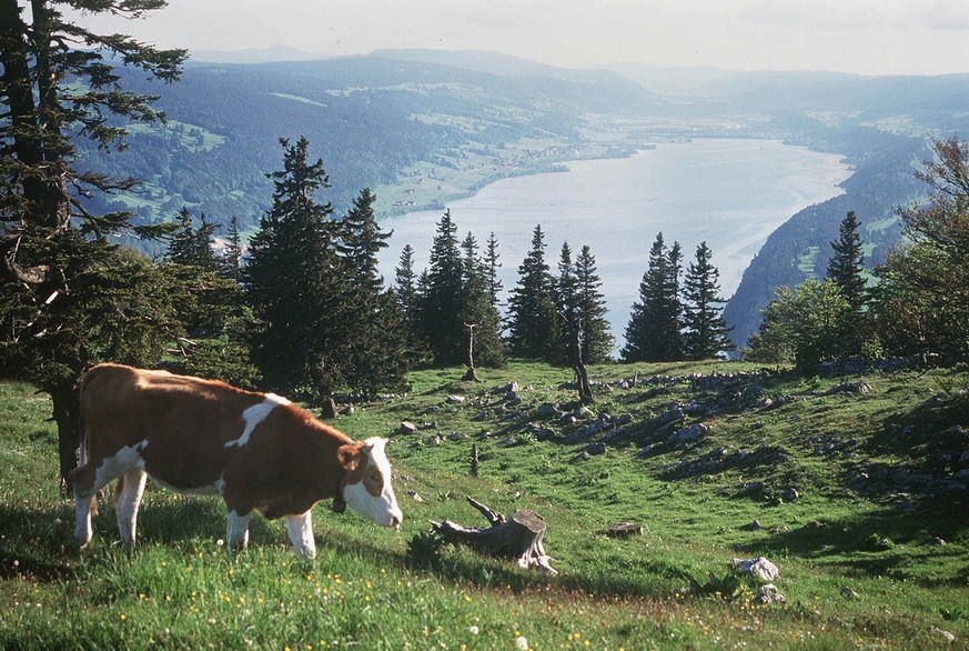 vache lac de joux vallée de joux promenade jura