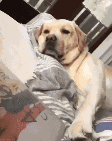 GIF animé