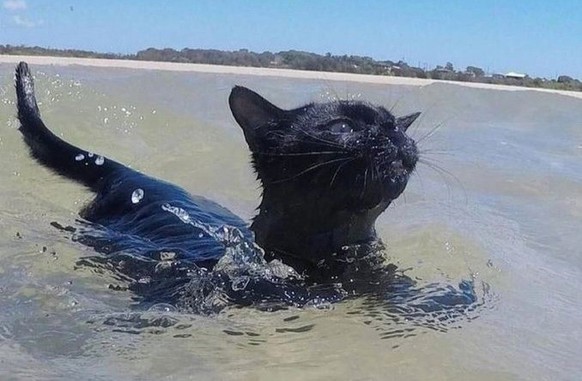 cute news tier katze am schwimmen

https://www.tumblr.com/lovermyme/694413034296377344?_branch_match_id=1037992126350489712&amp;amp;utm_medium=Share&amp;amp;_branch_referrer=H4sIAAAAAAAAAwXBYQ5AMAwG0B ...