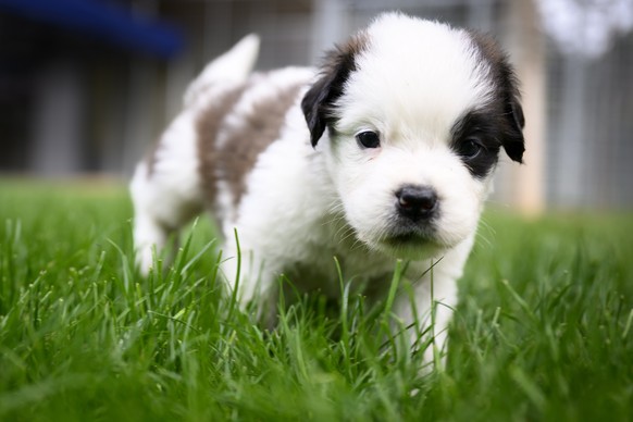 epa10146891 One of seven one month old puppies Sant-Bernard plays in the grass at the Barry Foundation's kennel, in Martigny, Switzerland, 30 August 2022. The Saint Bernard dog "Edene du Gra ...