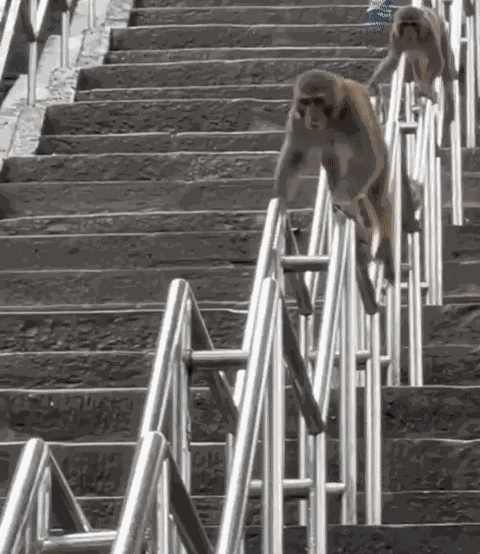 GIF animé