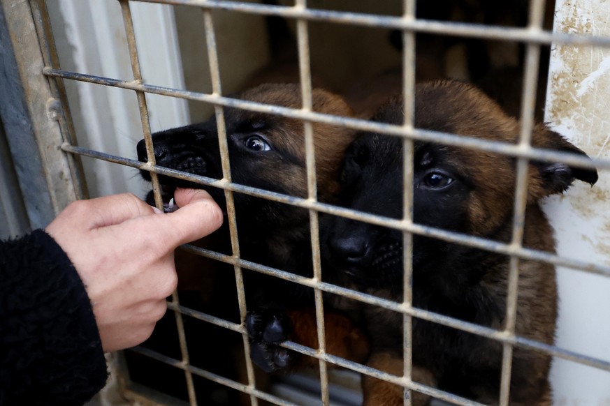 Plus de 100 chiens ont pu être sauvés et seront conduits dans des refuges (image d'illustration).