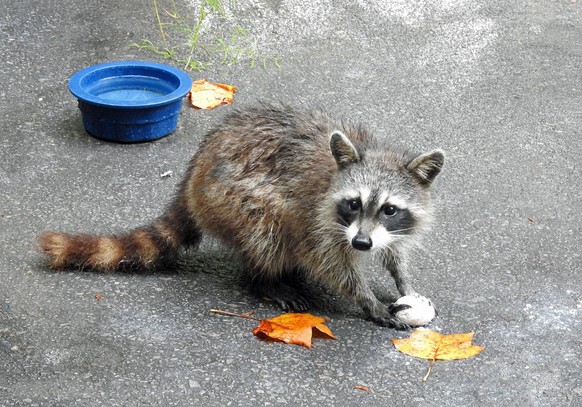 cute news animal tier waschbär

https://imgur.com/t/animals/KXLj08O