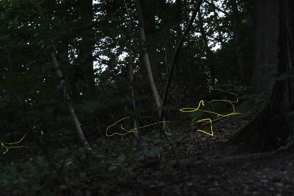 Gruengelb-leuchtende maennliche Gluehwuermchen maeandieren durch die Luft im Wald auf der Suche nach einer Partnerin, fotografiert am 28. Juni 2019 in Zuerich. (KEYSTONE/Gaetan Bally).