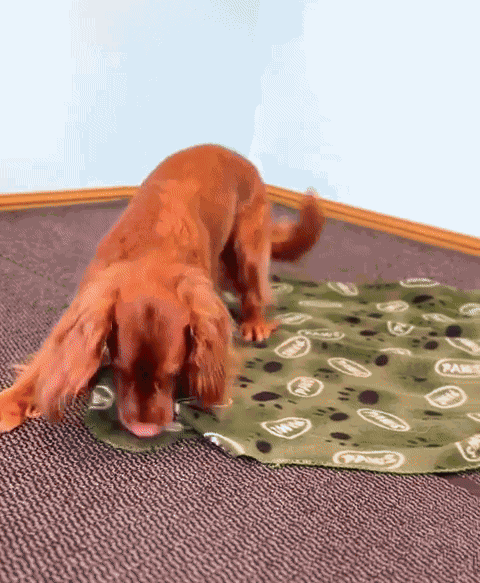 GIF animé