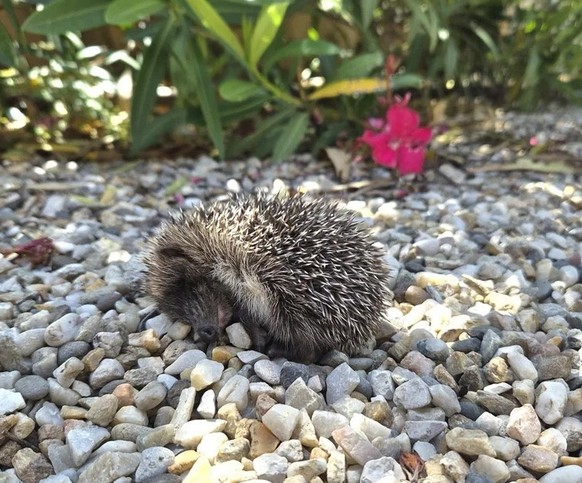 Igel